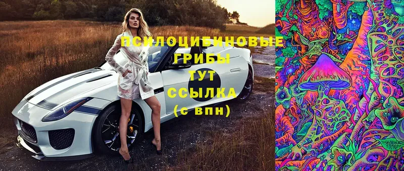 Псилоцибиновые грибы Cubensis  Смоленск 